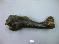 藏品(馬肢骨)的圖片